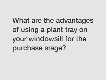 What are the advantages of using a plant tray on your windowsill for the purchase stage?